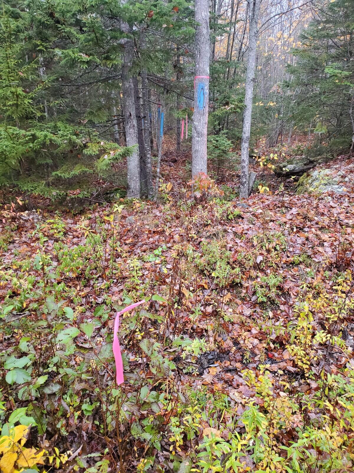 Lot 59 Eleanor Mae Road Deblois, ME 04622 - Photo 7 of 8 20221017_082906