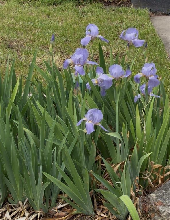 407 North Lane Street Decatur, TX 76234 - Photo 5 of 22 Landscaping featuring purple irises, green foliage, and manicured lawn