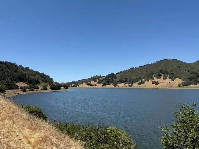 a view of a lush green forest