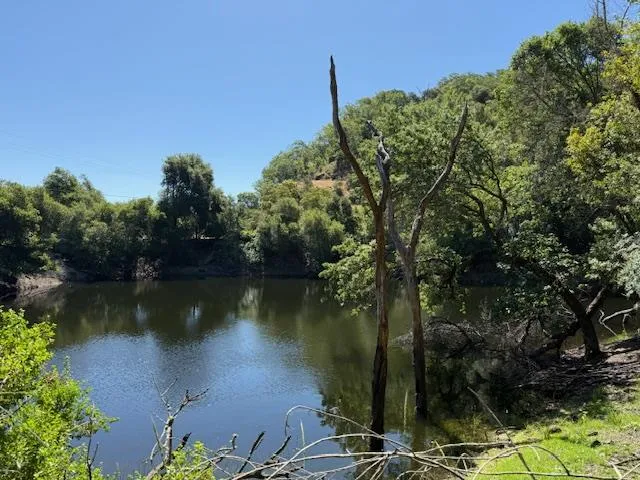 a view of a forest with trees in the background