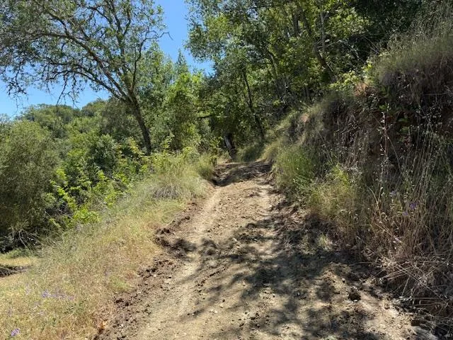 a view of a tree in a yard