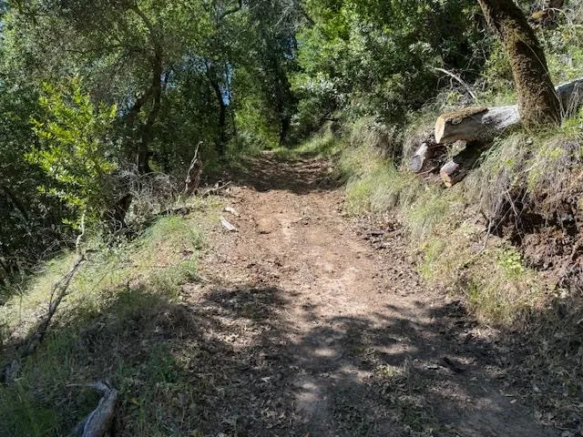 a view of a forest with trees in the background