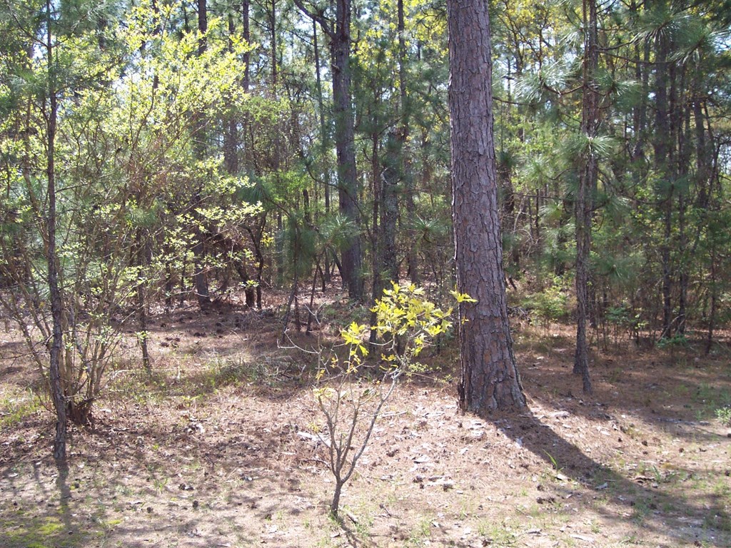 1496 Fort Perry Road Mauk, GA 31058 - Photo 23 of 24