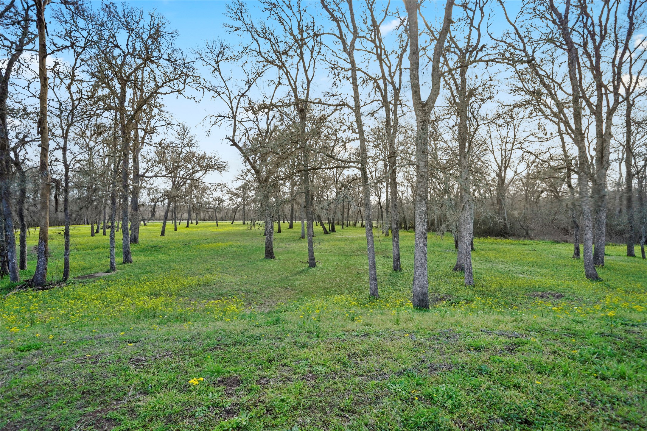 2759 FM 2759 Road Richmond, TX 77469 - Photo 6 of 13 a view of a park with a tree