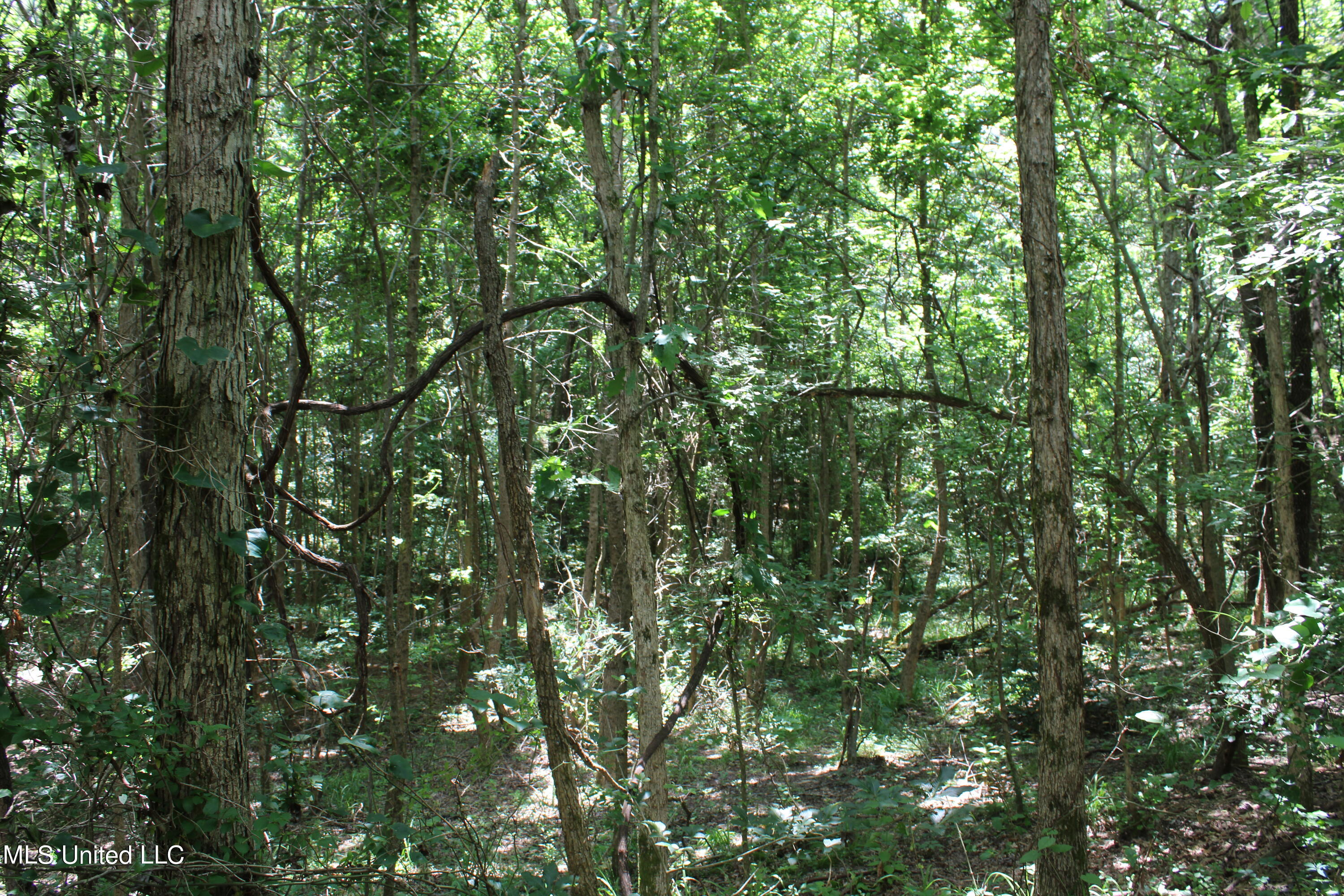 4801 Jason Patrick Road Holly Springs, MS 38635 - Photo 13 of 22 IMG_1496