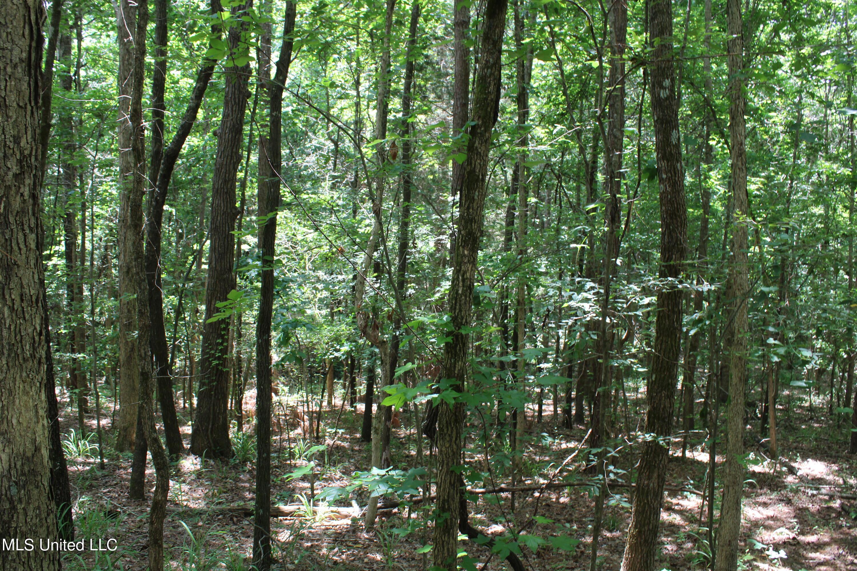 4801 Jason Patrick Road Holly Springs, MS 38635 - Photo 14 of 22 IMG_1498