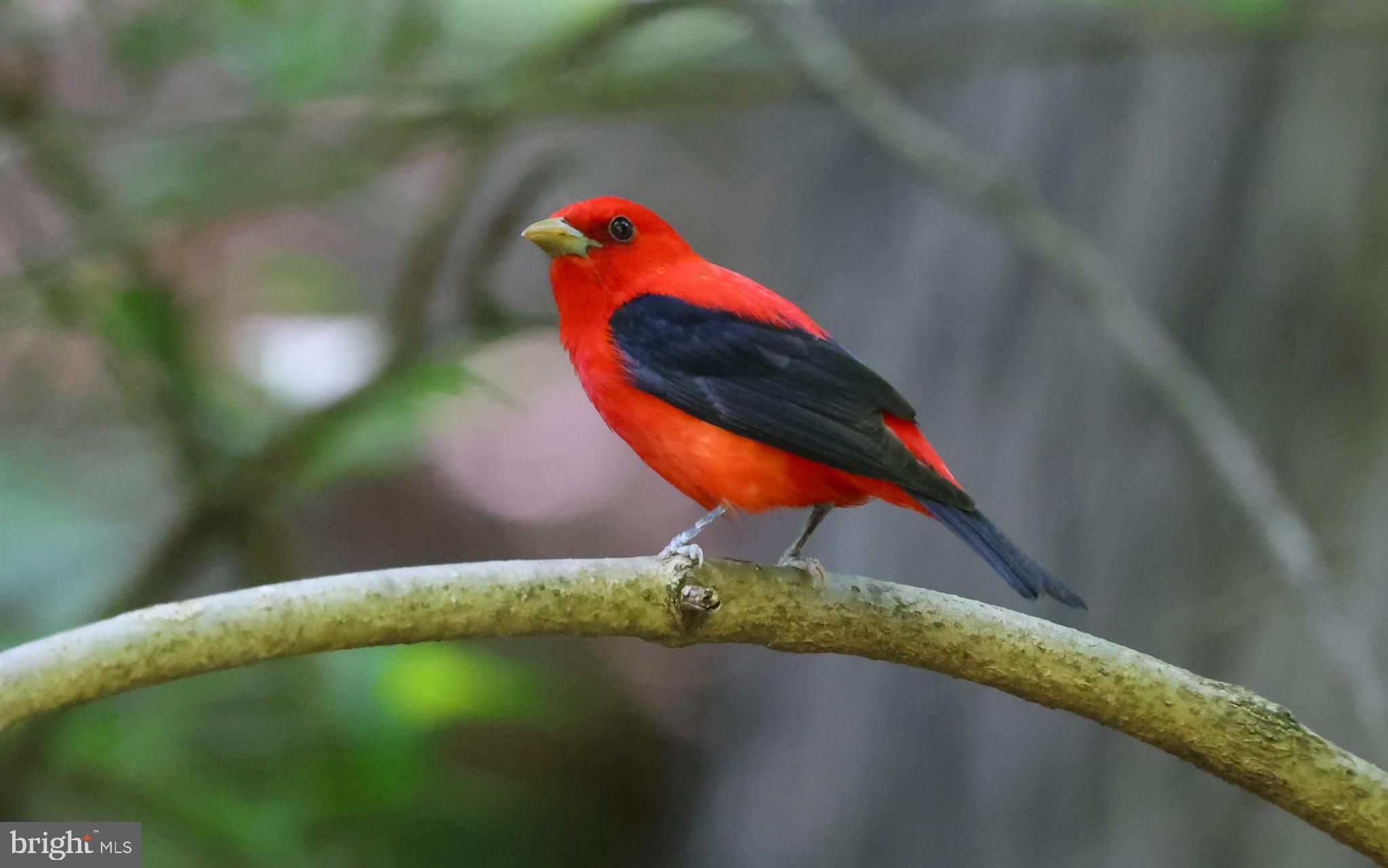 3113 Circle Hill Road Alexandria, VA 22305 - Photo 76 of 78 Park is a stop migratory stop for exotic birds