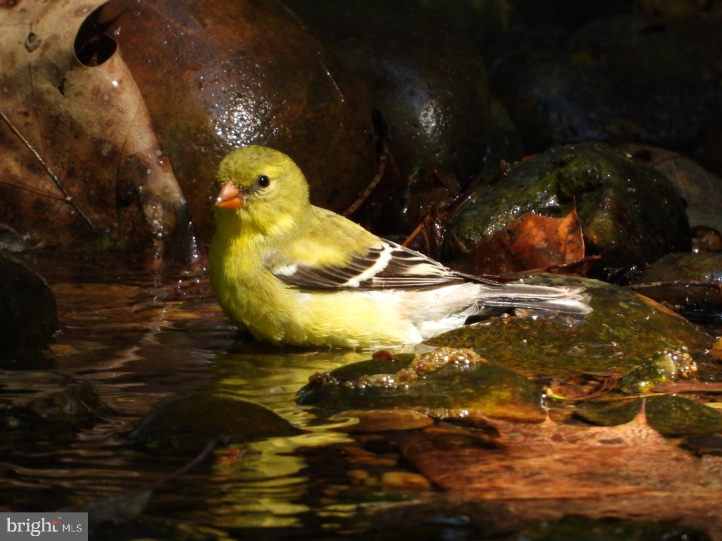 3113 Circle Hill Road Alexandria, VA 22305 - Photo 77 of 78 Warblers, finches, thrushes, flycatchers, etc.