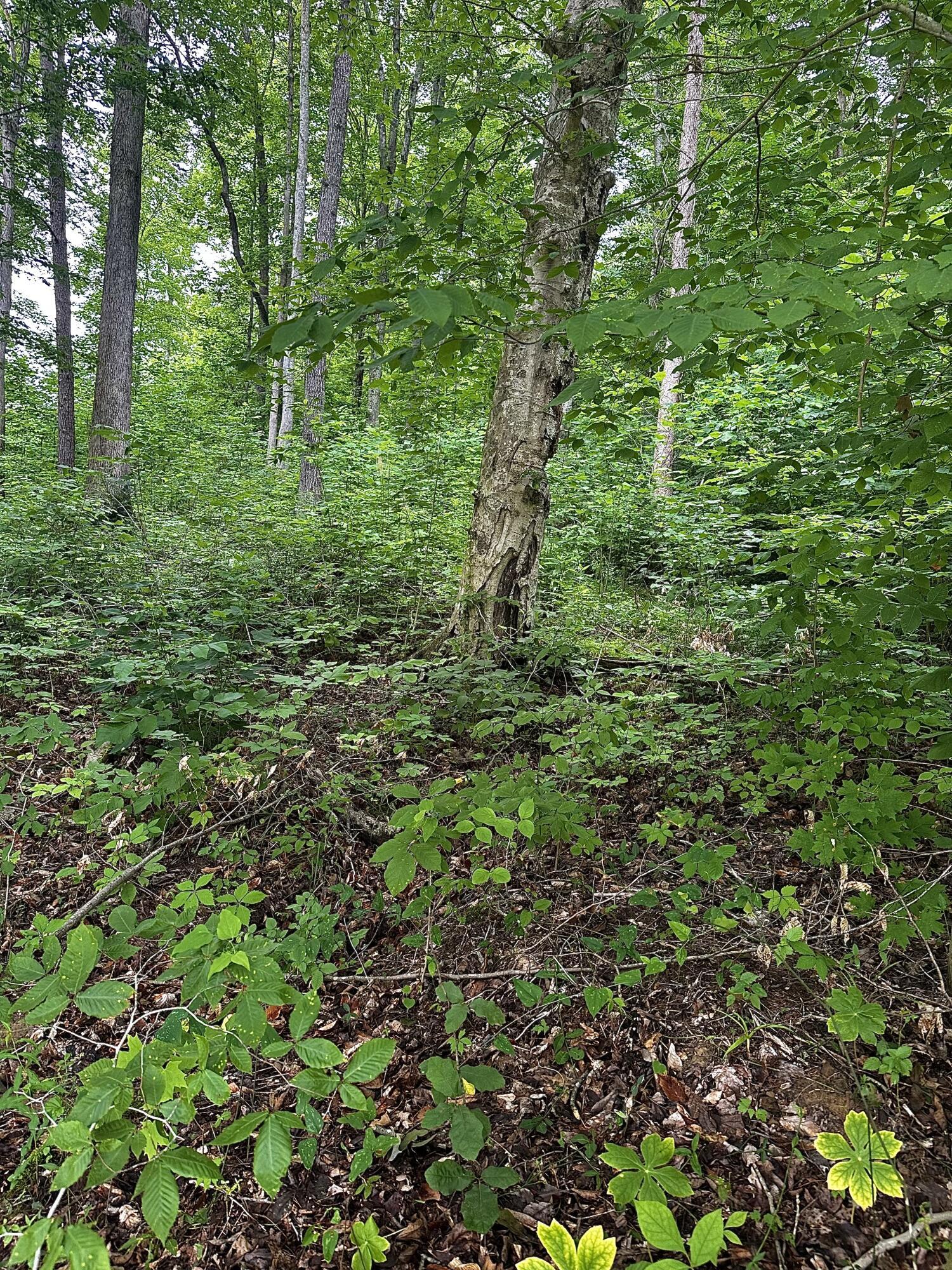 2041 Cat Creek Road Stanton, KY 40380 - Photo 5 of 23 IMG_2532