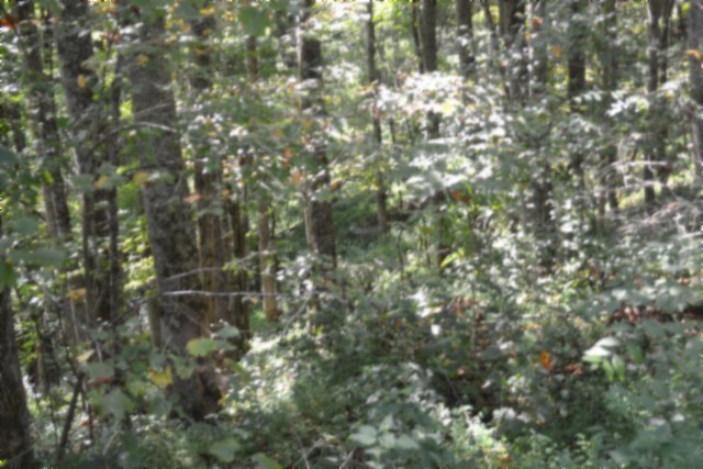 2121 Riley Creek Road Whitleyville, TN 38588 - Photo 7 of 21 Gallery Image 7