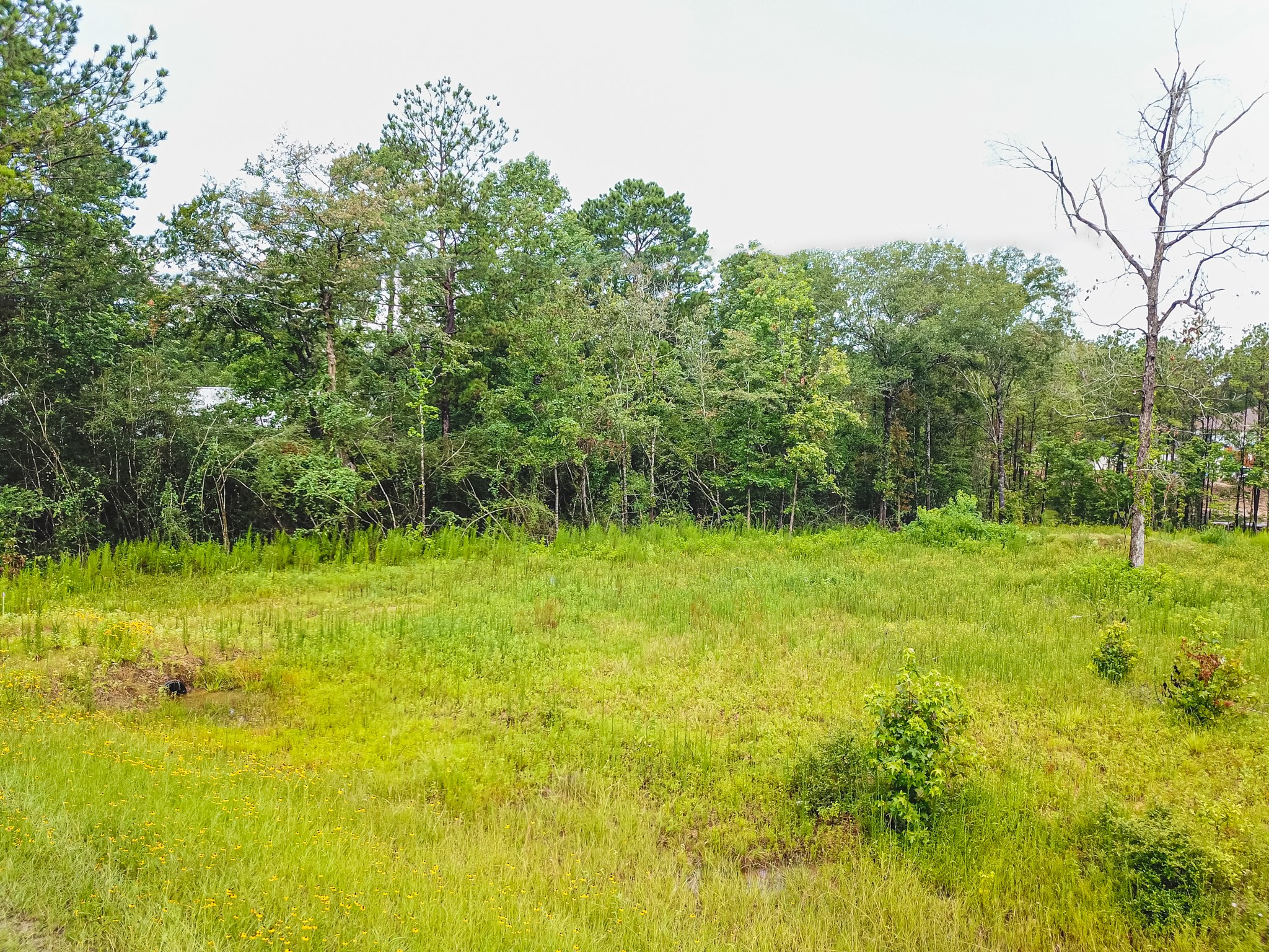 18332 Wisp Willow Way Porter, TX 77365 - Photo 42 of 48 a view of yard with green space