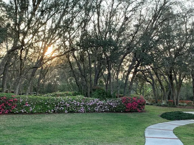 a view of yard with large trees and plants