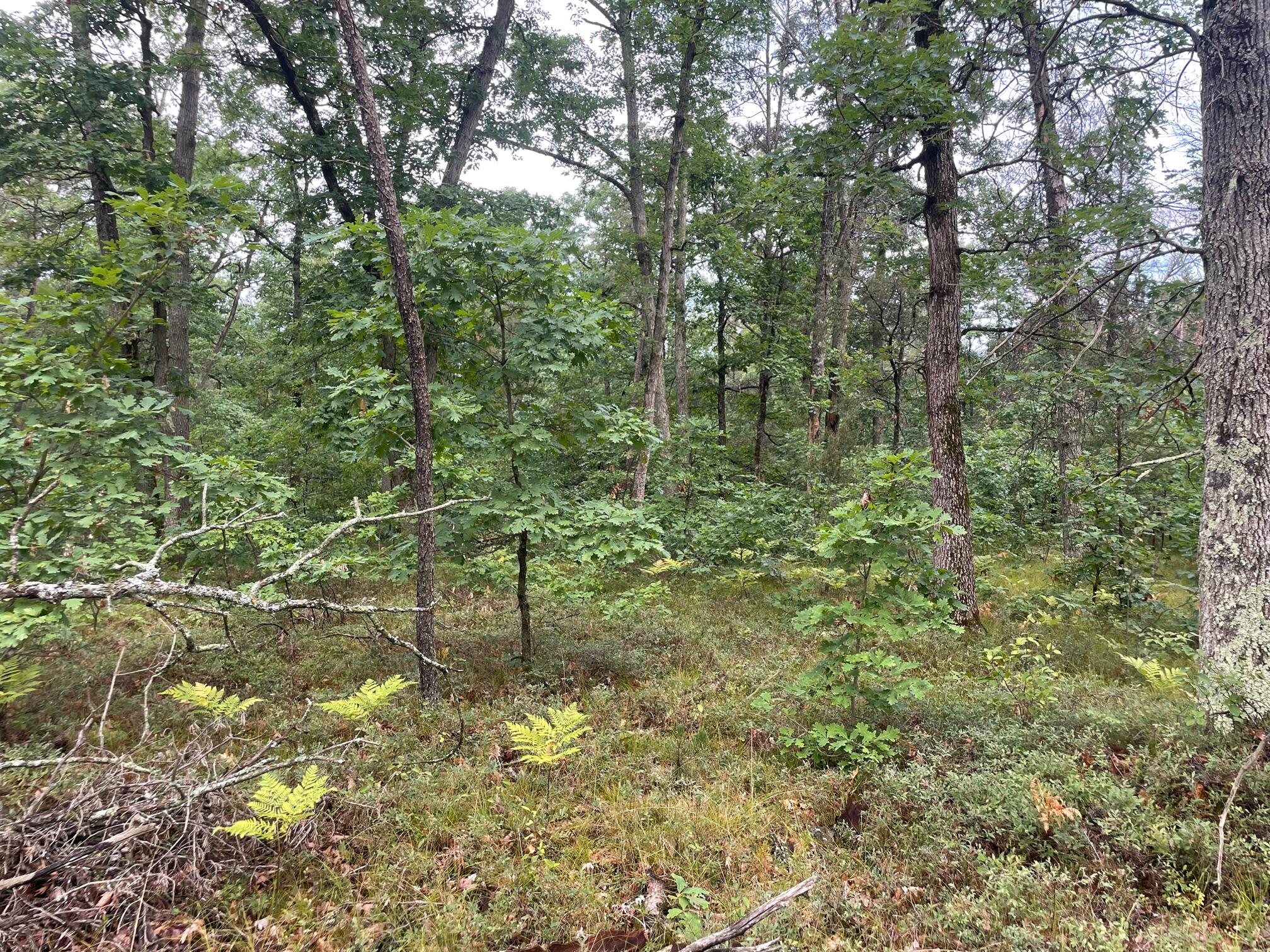 11 11 Mile Road Irons, MI 49644 - Photo 1 of 11 11 Mile Road