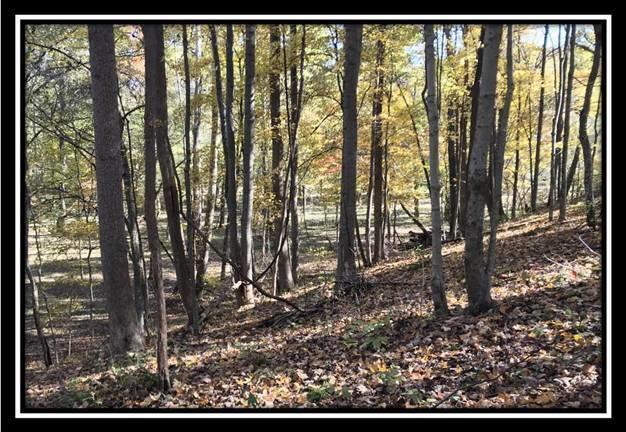 28161 Wheelabout Road McArthur, OH 45651 - Photo 25 of 27