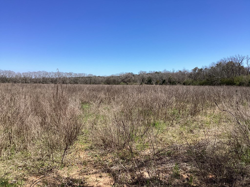 0 Benton Store Road Columbia, AL 36319 - Photo 16 of 24