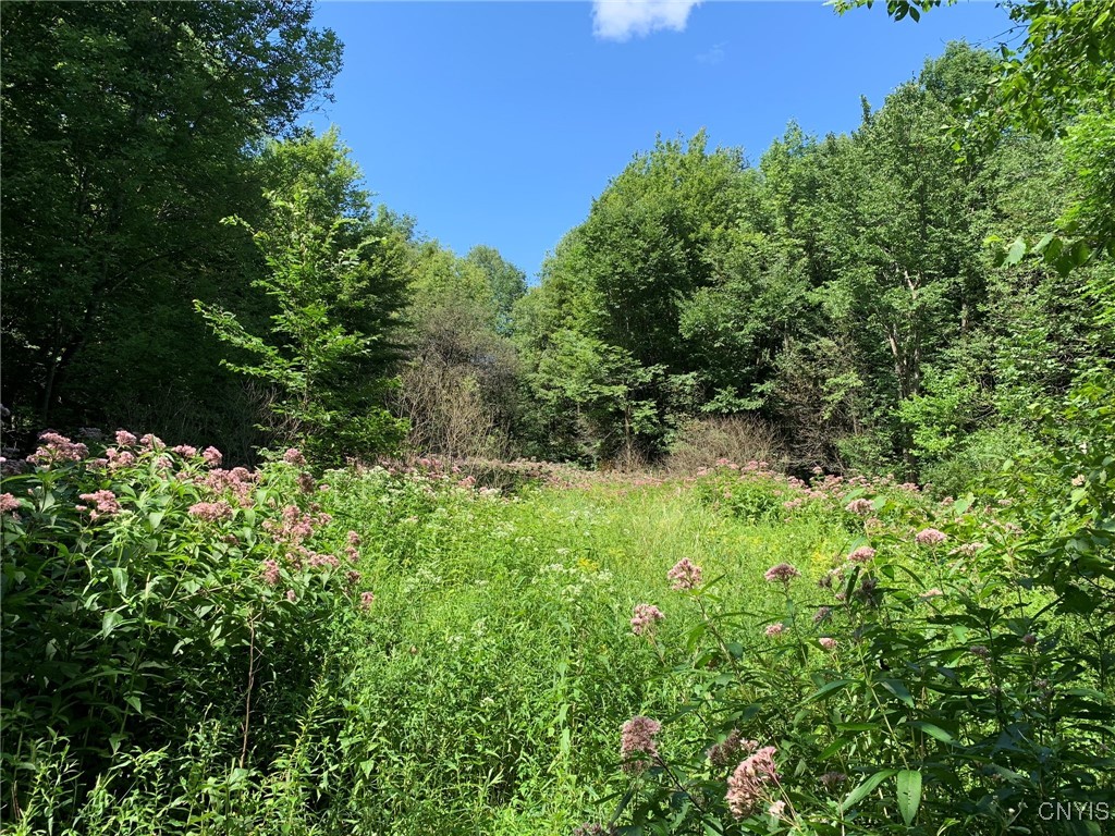 11565 Ernst Road Ava, NY 13303 - Photo 12 of 50 Meadow with Sweet Joe-pye Weed