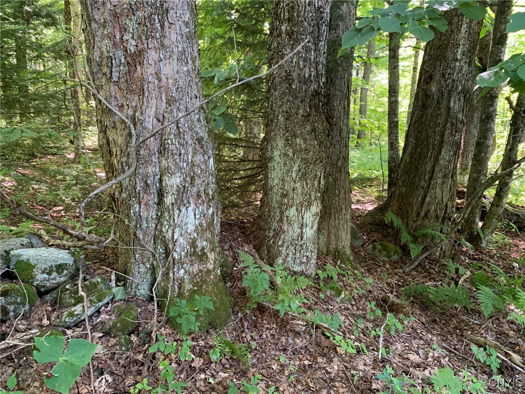 11565 Ernst Road Ava, NY 13303 - Photo 14 of 50 Boundary Maples