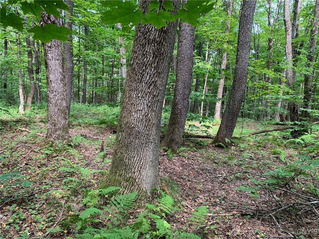 11565 Ernst Road Ava, NY 13303 - Photo 16 of 50 Maple, Ash & Cherry Sawtimber
