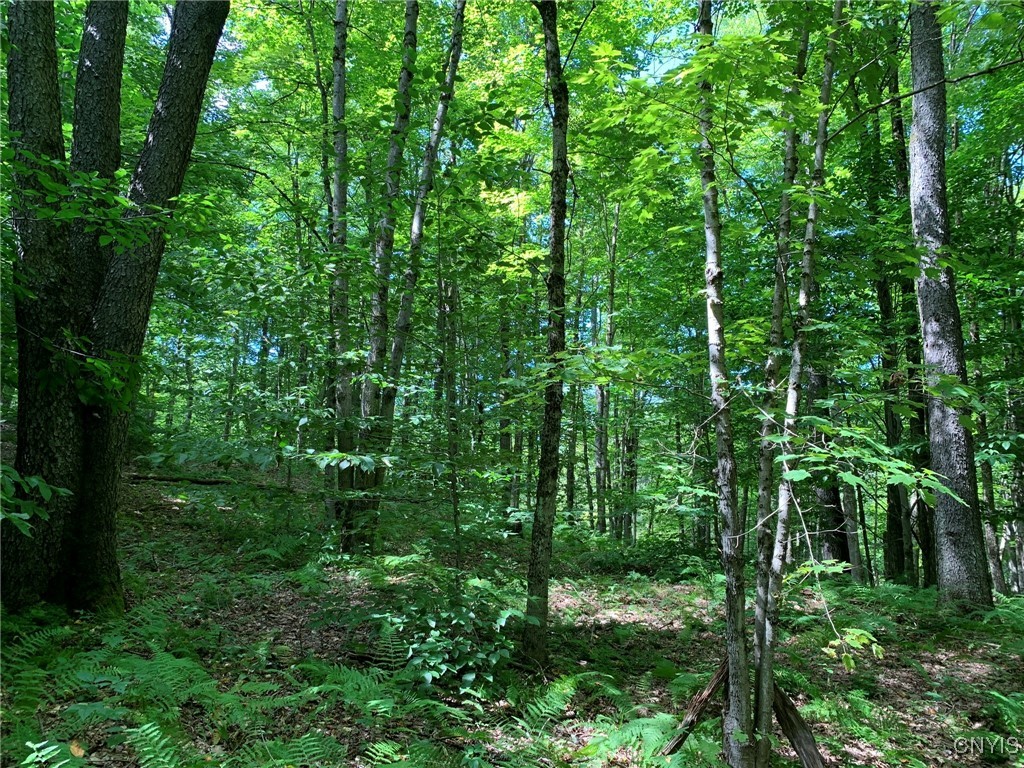 11565 Ernst Road Ava, NY 13303 - Photo 18 of 50 Maple, Ash & Cherry