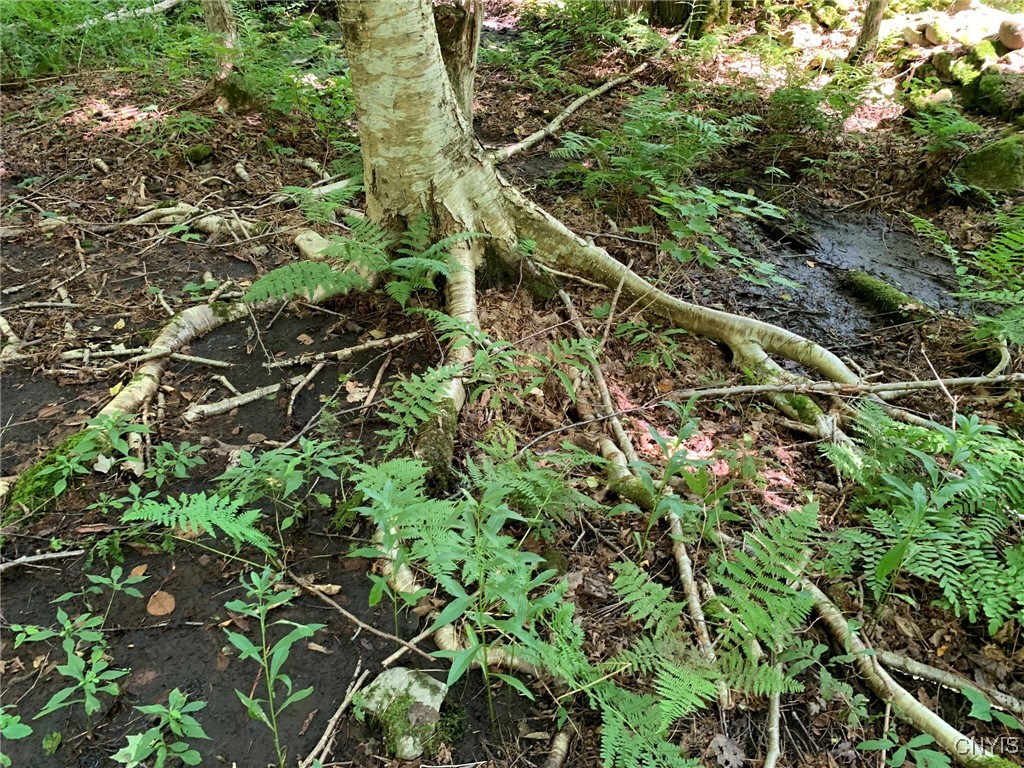 11565 Ernst Road Ava, NY 13303 - Photo 21 of 50 Exposed Birch Roots
