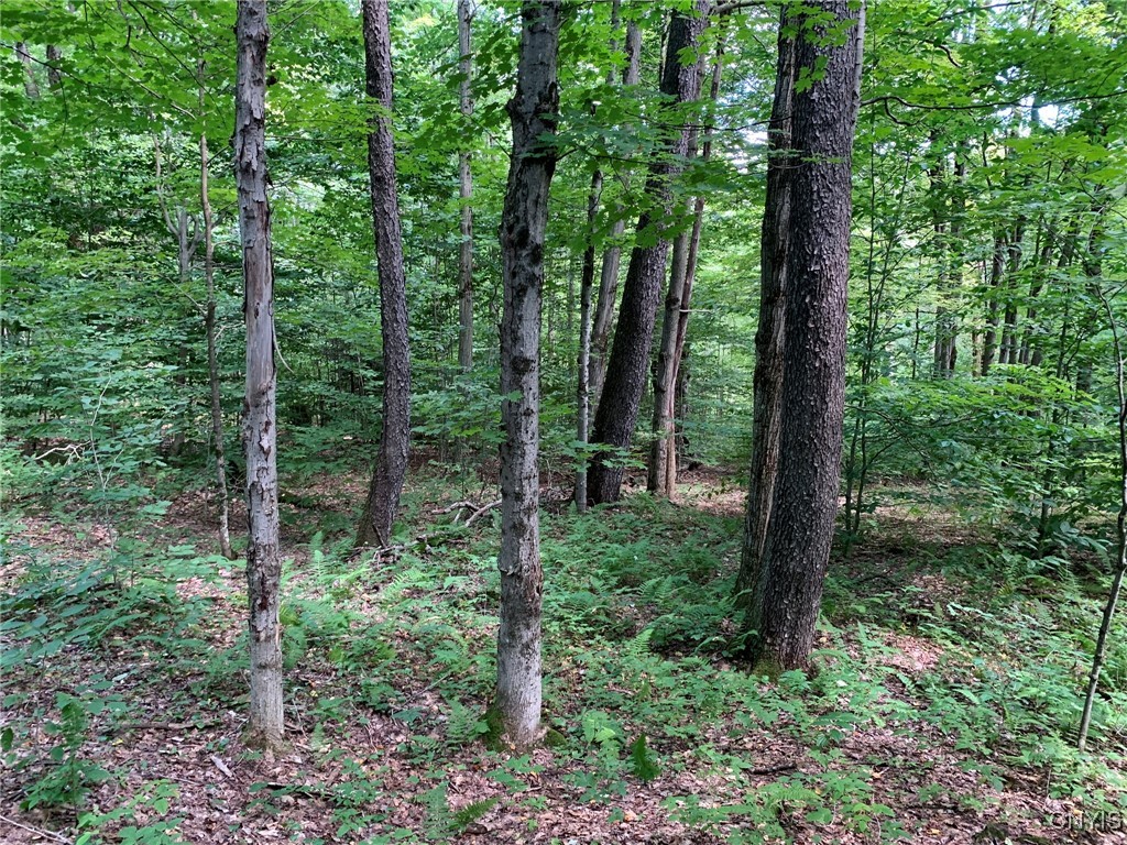 11565 Ernst Road Ava, NY 13303 - Photo 22 of 50 Cherry & Maple