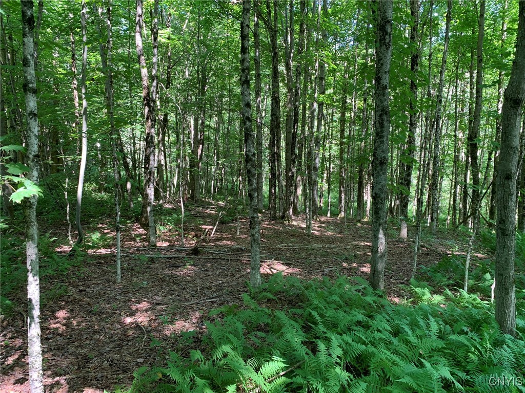 11565 Ernst Road Ava, NY 13303 - Photo 23 of 50 Young Sugar Maple Stand