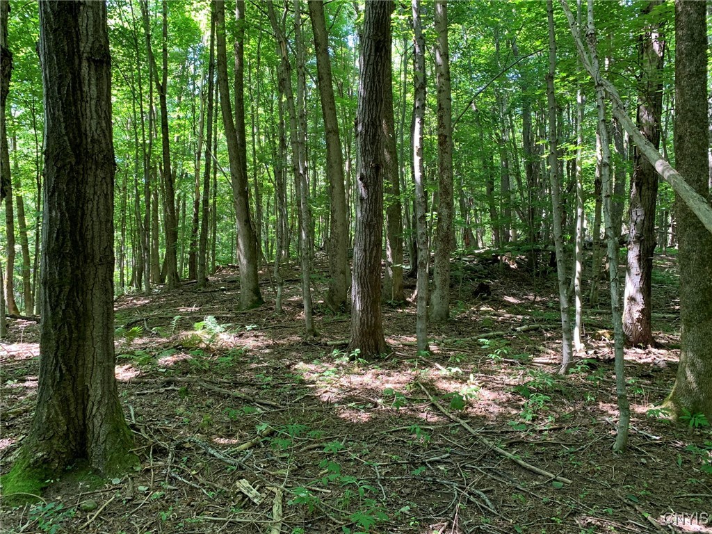 11565 Ernst Road Ava, NY 13303 - Photo 24 of 50 Aspen, Maple & Elm