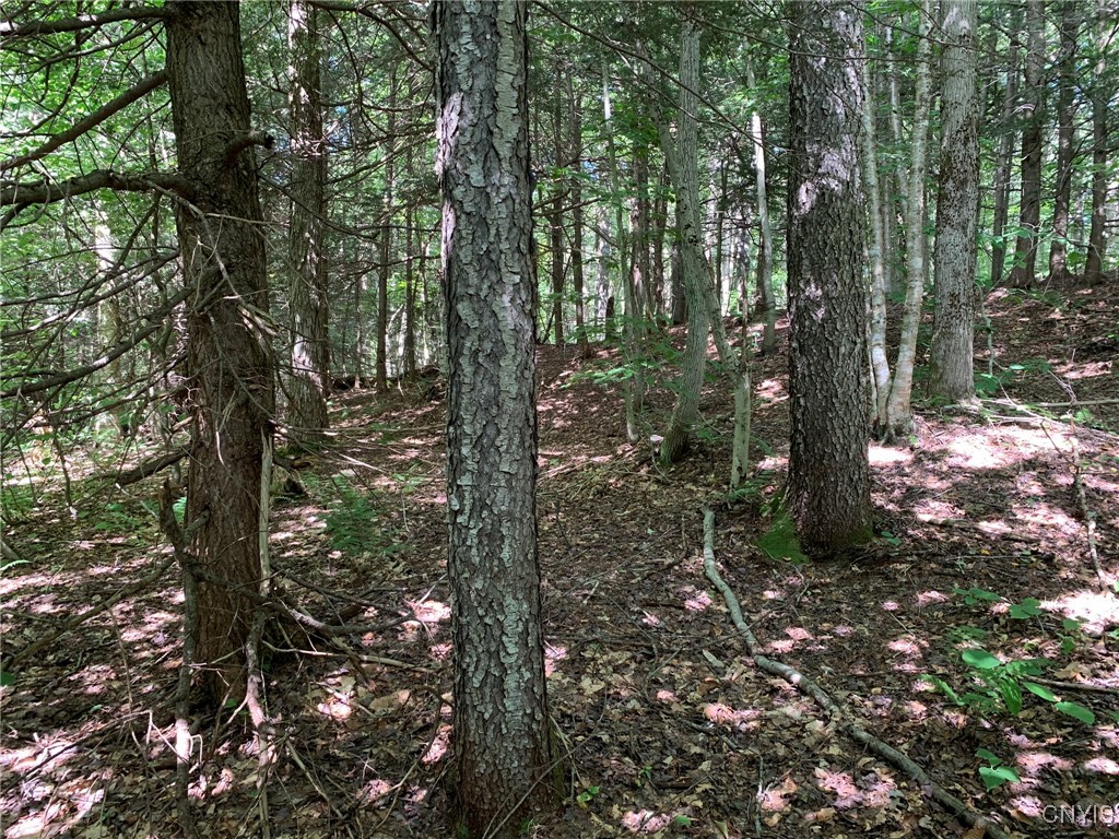 11565 Ernst Road Ava, NY 13303 - Photo 25 of 50 Cherry & Hemlock