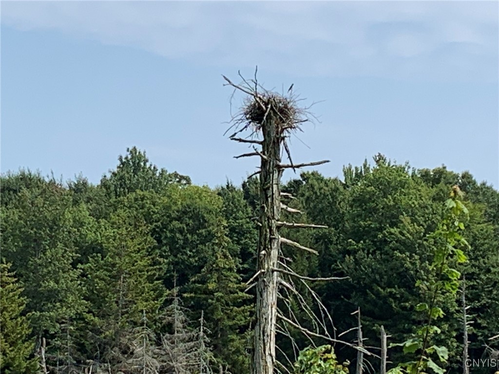 11565 Ernst Road Ava, NY 13303 - Photo 47 of 50 Pond Nest