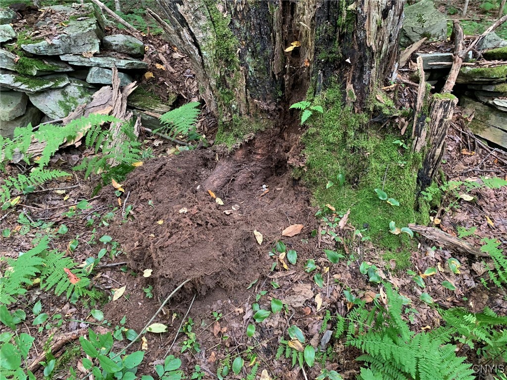 11565 Ernst Road Ava, NY 13303 - Photo 48 of 50 Bear Dig