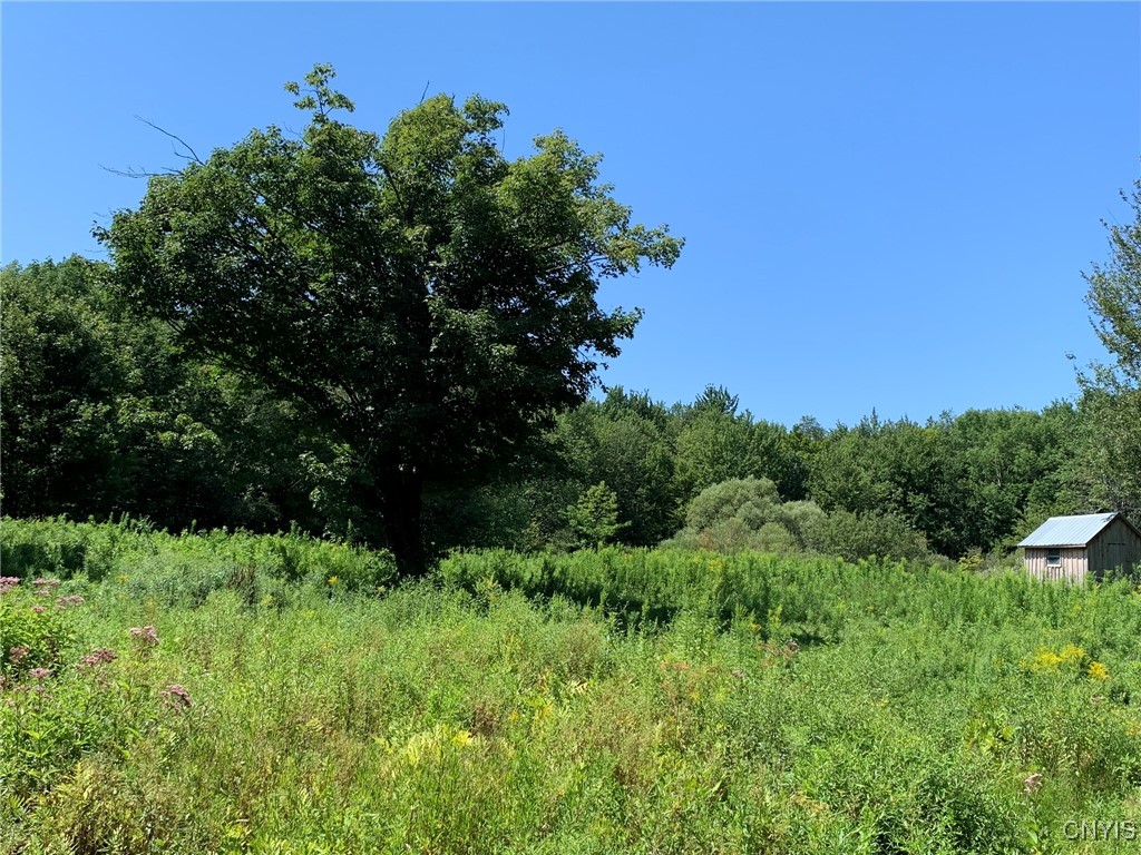 11565 Ernst Road Ava, NY 13303 - Photo 7 of 50 Front Pasture