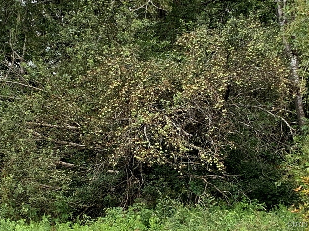11565 Ernst Road Ava, NY 13303 - Photo 10 of 50 Wild Apples Galore!