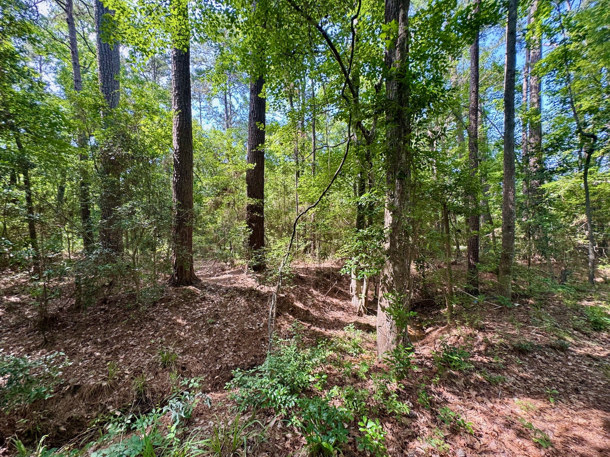 Tbd Crockett Road Willis, TX 77378 - Photo 10 of 13 a view of a forest with trees