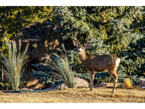 $7,595,000 | 6917 Timbers Drive, Evergreen, CO 80439