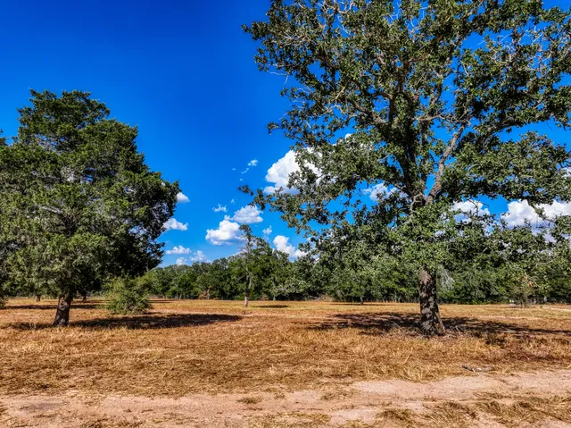 a view of a yard with a tree