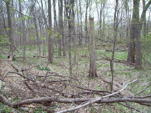 1320 East 16th Road Streator, IL 61364 - Photo 10 of 16 a view of a forest