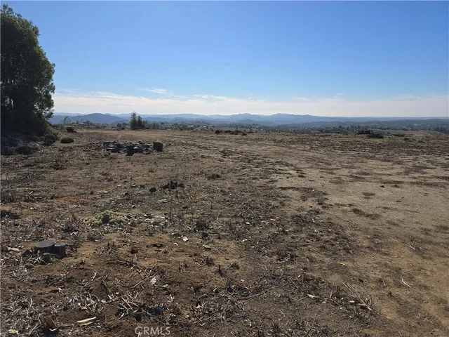 a row of palm trees and a yard