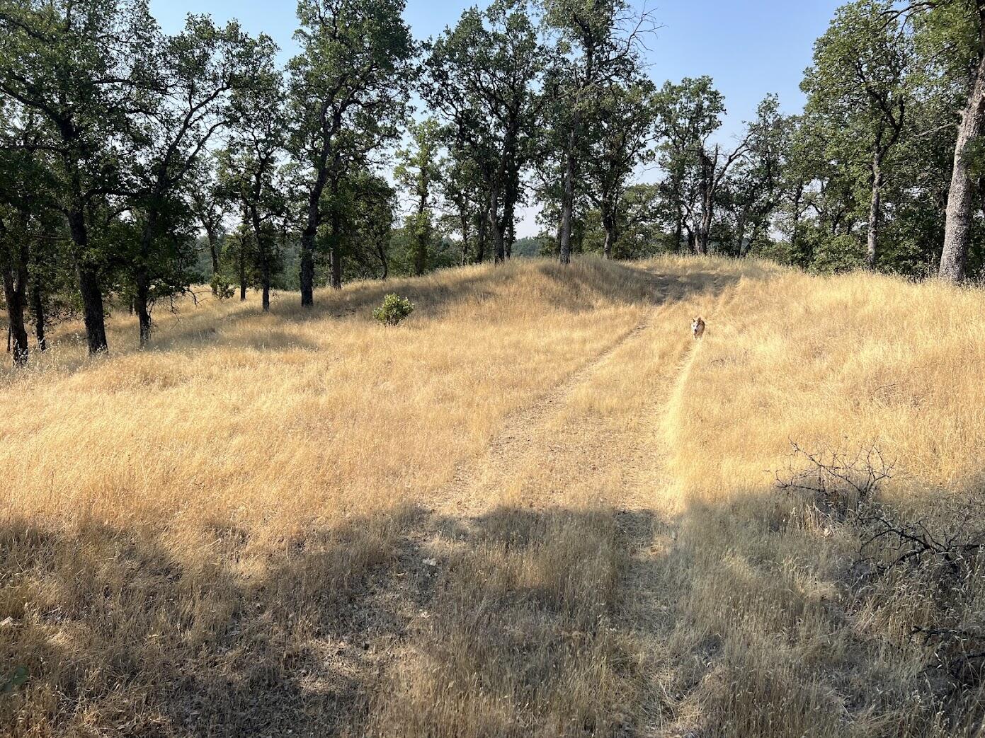 17125 Quail Ridge Road Cottonwood, CA 96022 - Photo 8 of 24 a view of side of snow with trees