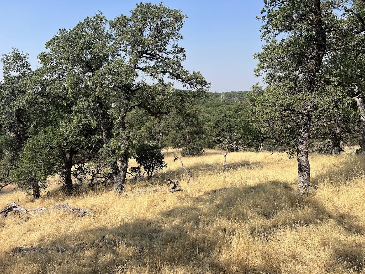 17125 Quail Ridge Road Cottonwood, CA 96022 - Photo 10 of 24 a view of yard covered with green space