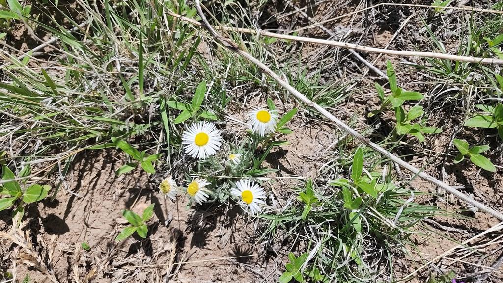 110 County Road 110 Rye, CO 81069 - Photo 25 of 37
