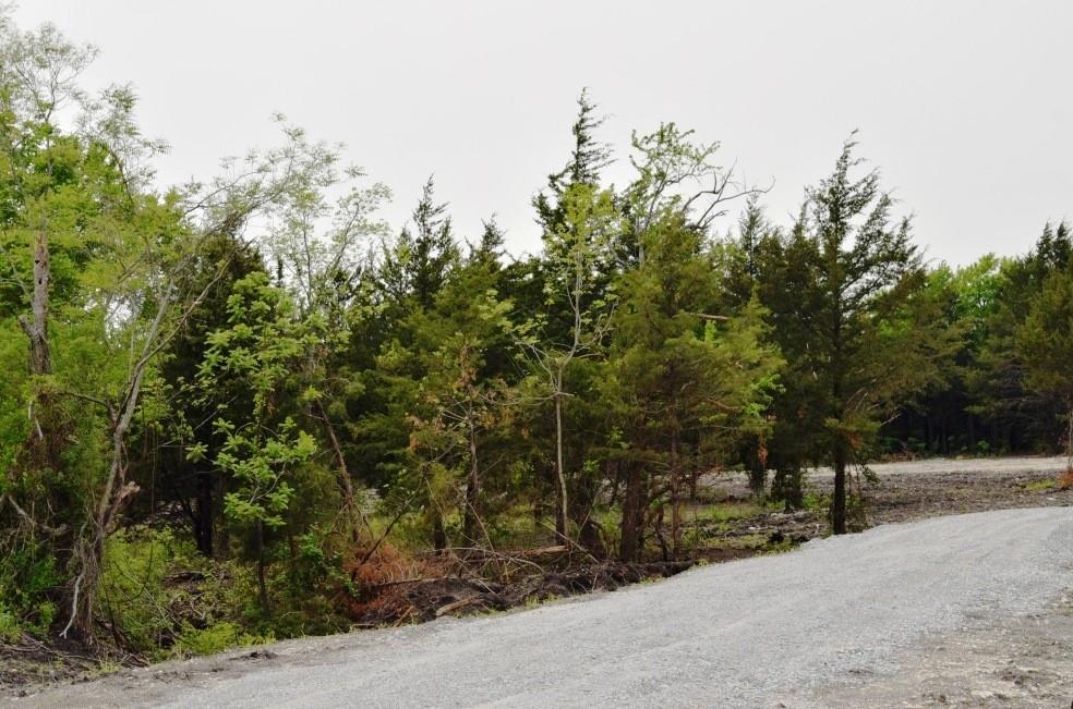730 Cheyenne Trail Trenton, TX 75490 - Photo 3 of 19 a view of a park with large trees