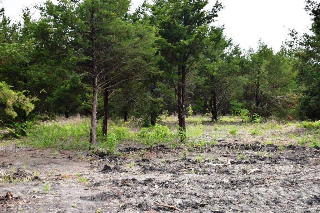 730 Cheyenne Trail Trenton, TX 75490 - Photo 4 of 19 a view of a yard with a tree