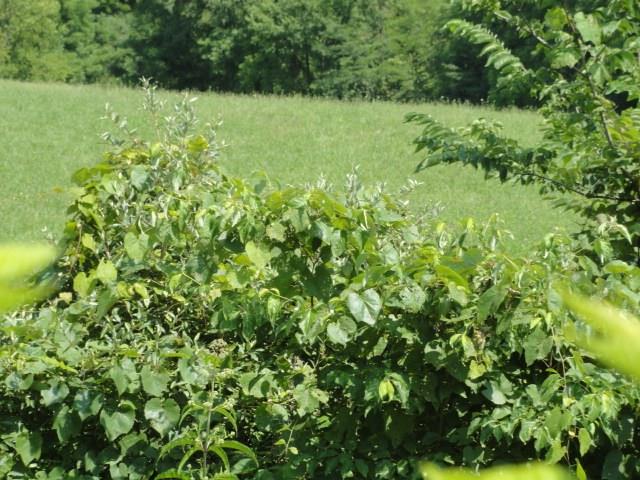 5395 Patricksburg Road Spencer, IN 47460 - Photo 18 of 24 Gallery Image 18