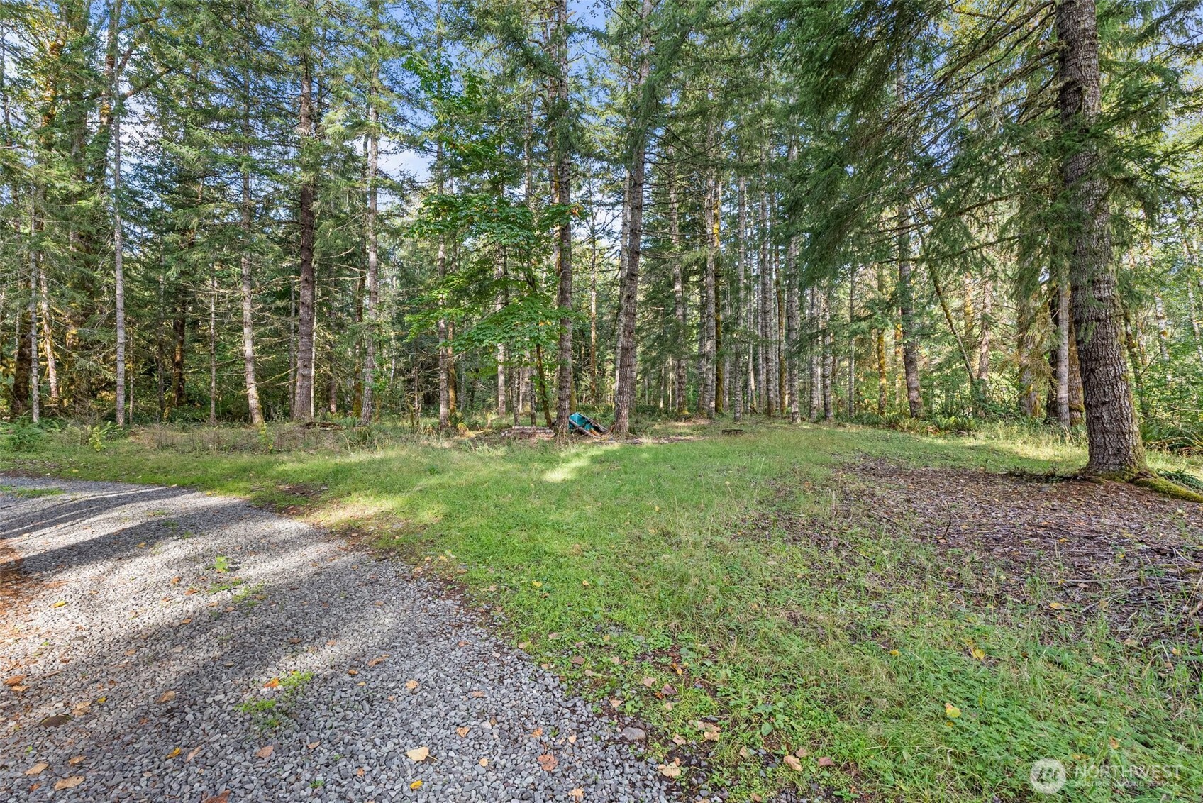 1 Skate Creek Road North Ashford, WA 98304 - Photo 21 of 36 a view of a park with large trees