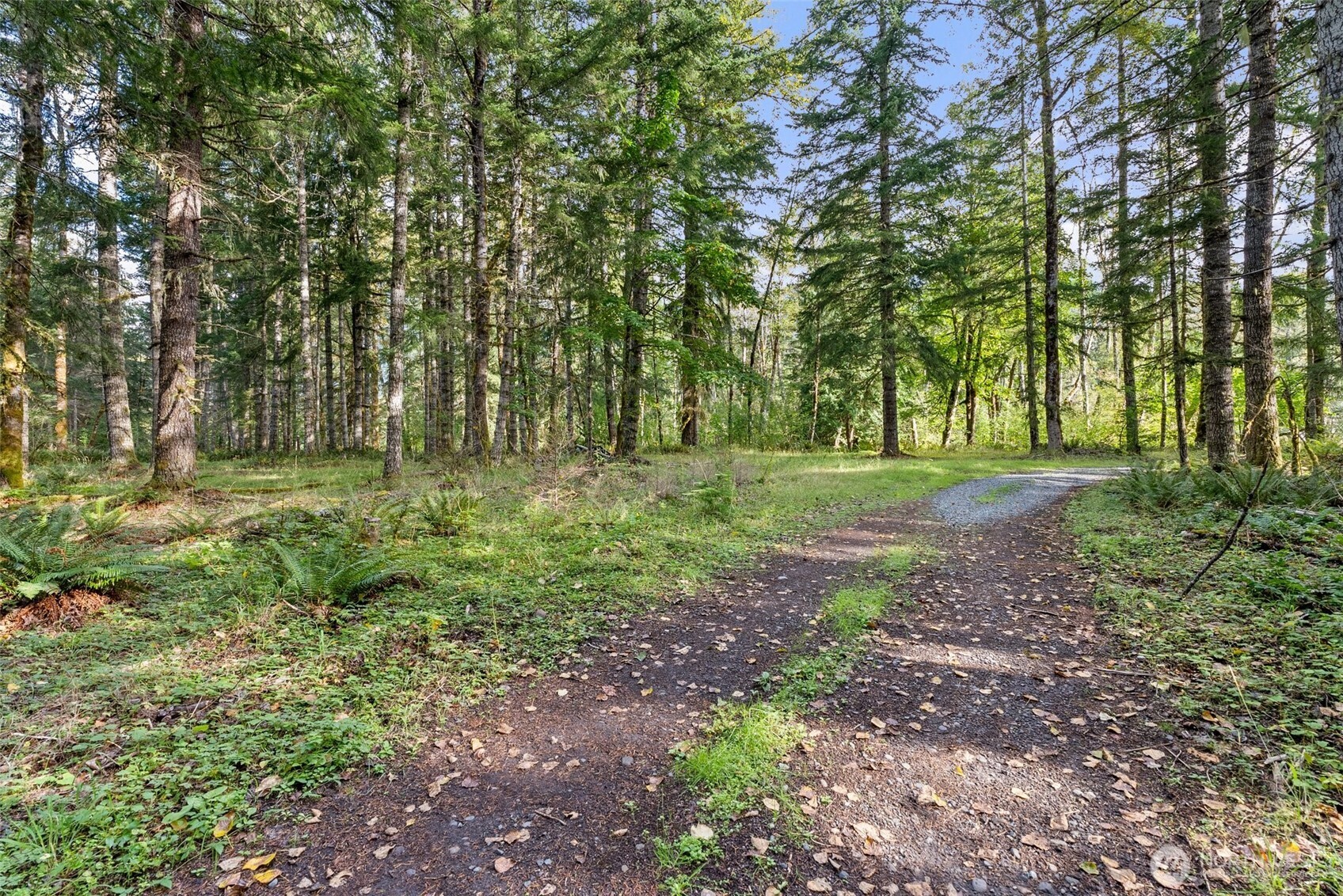 1 Skate Creek Road North Ashford, WA 98304 - Photo 22 of 36 a big yard with lots of green space and deers