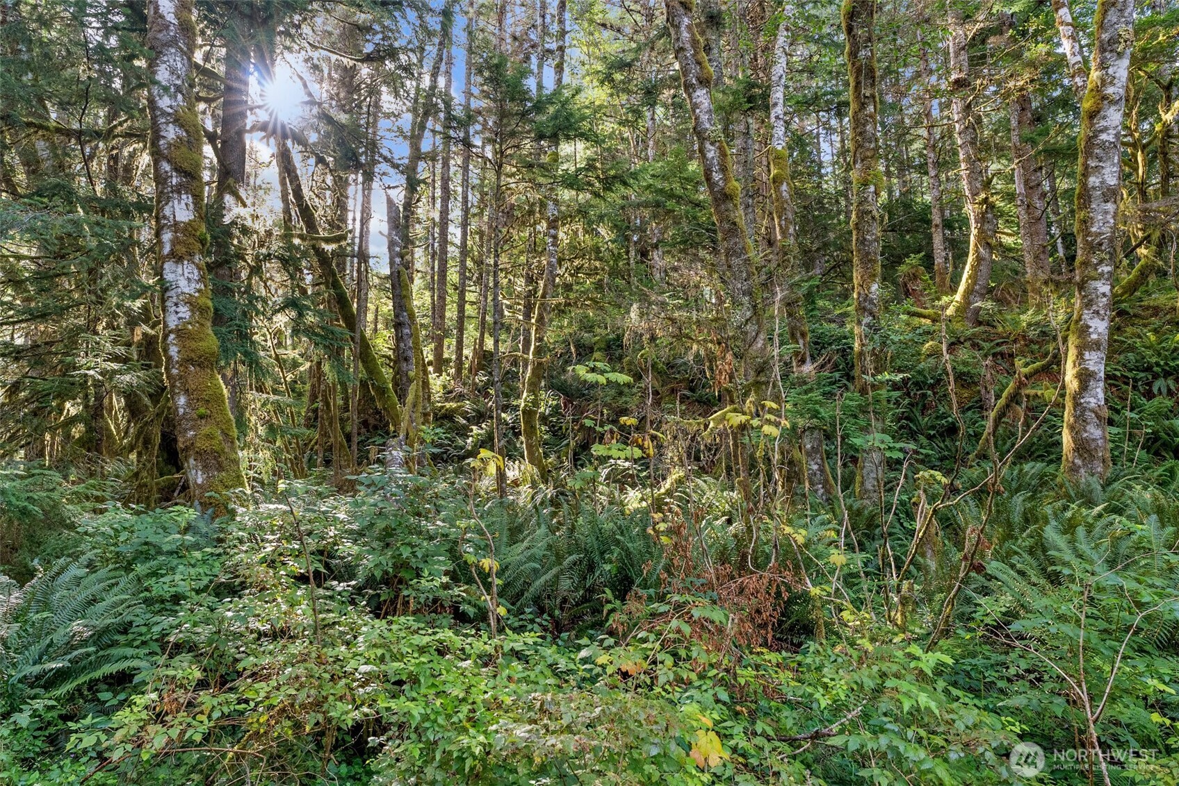 1 Skate Creek Road North Ashford, WA 98304 - Photo 28 of 36 a view of a forest with a tree