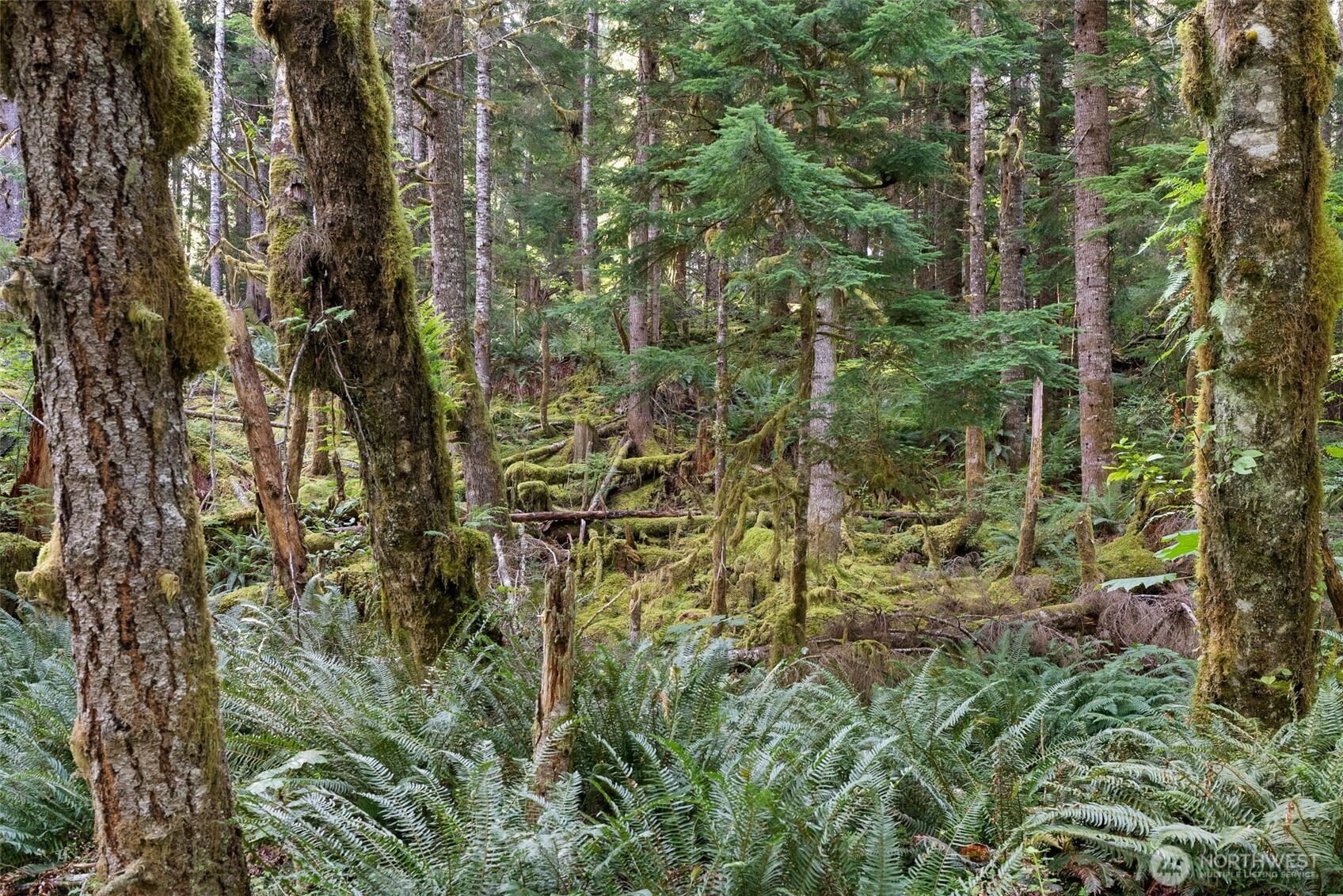 1 Skate Creek Road North Ashford, WA 98304 - Photo 30 of 36 a view of a forest with a tree