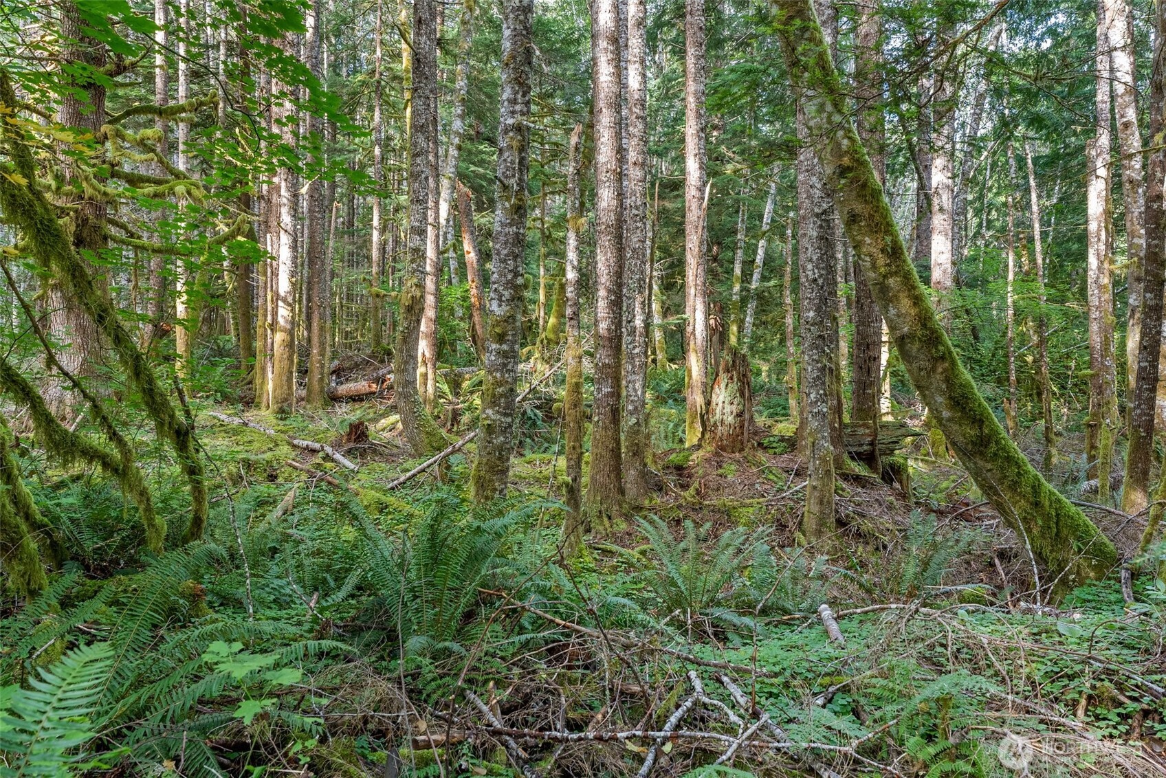 1 Skate Creek Road North Ashford, WA 98304 - Photo 36 of 36 a view of yard