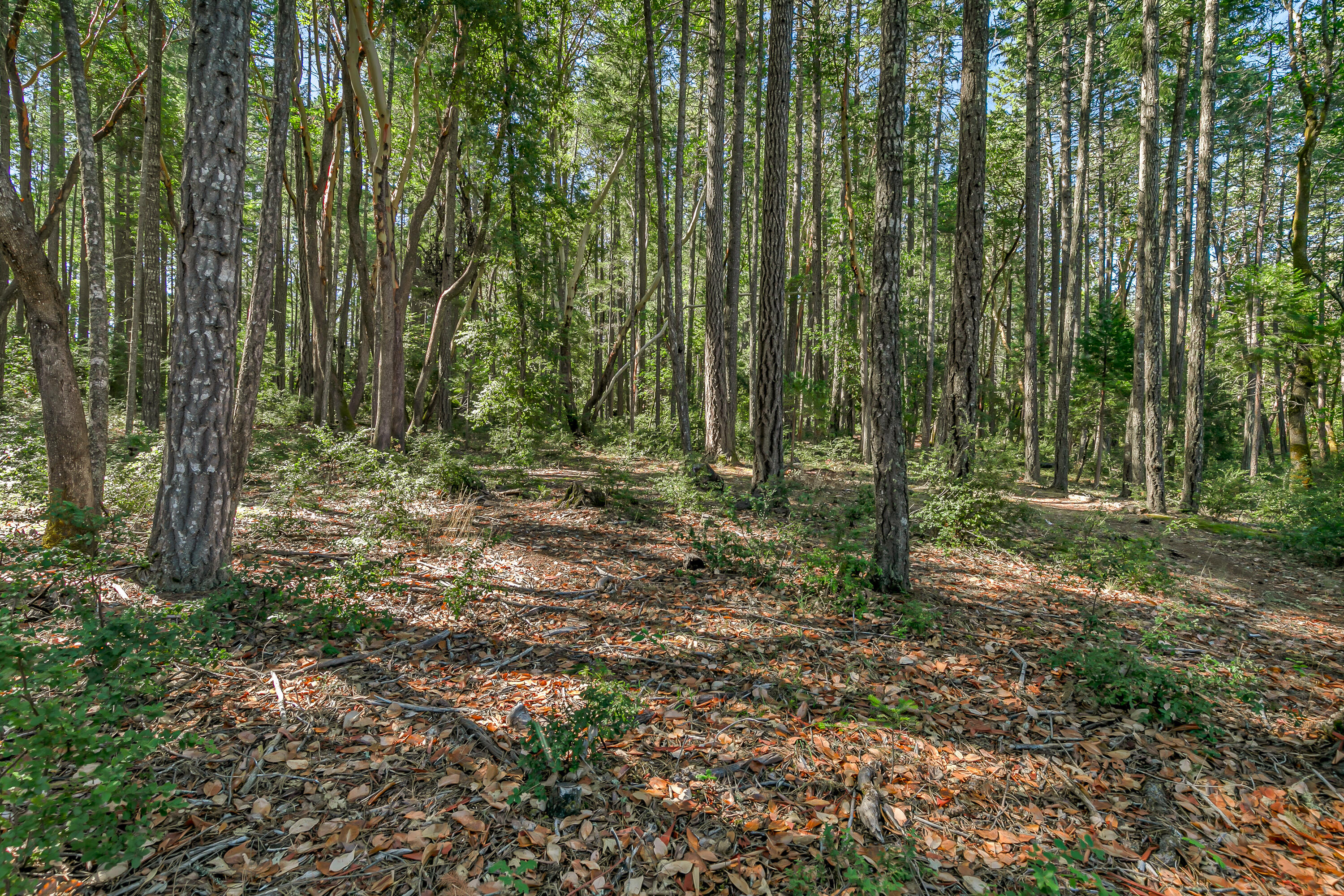3496 East Fork Road Williams, OR 97544 - Photo 80 of 97 trails
