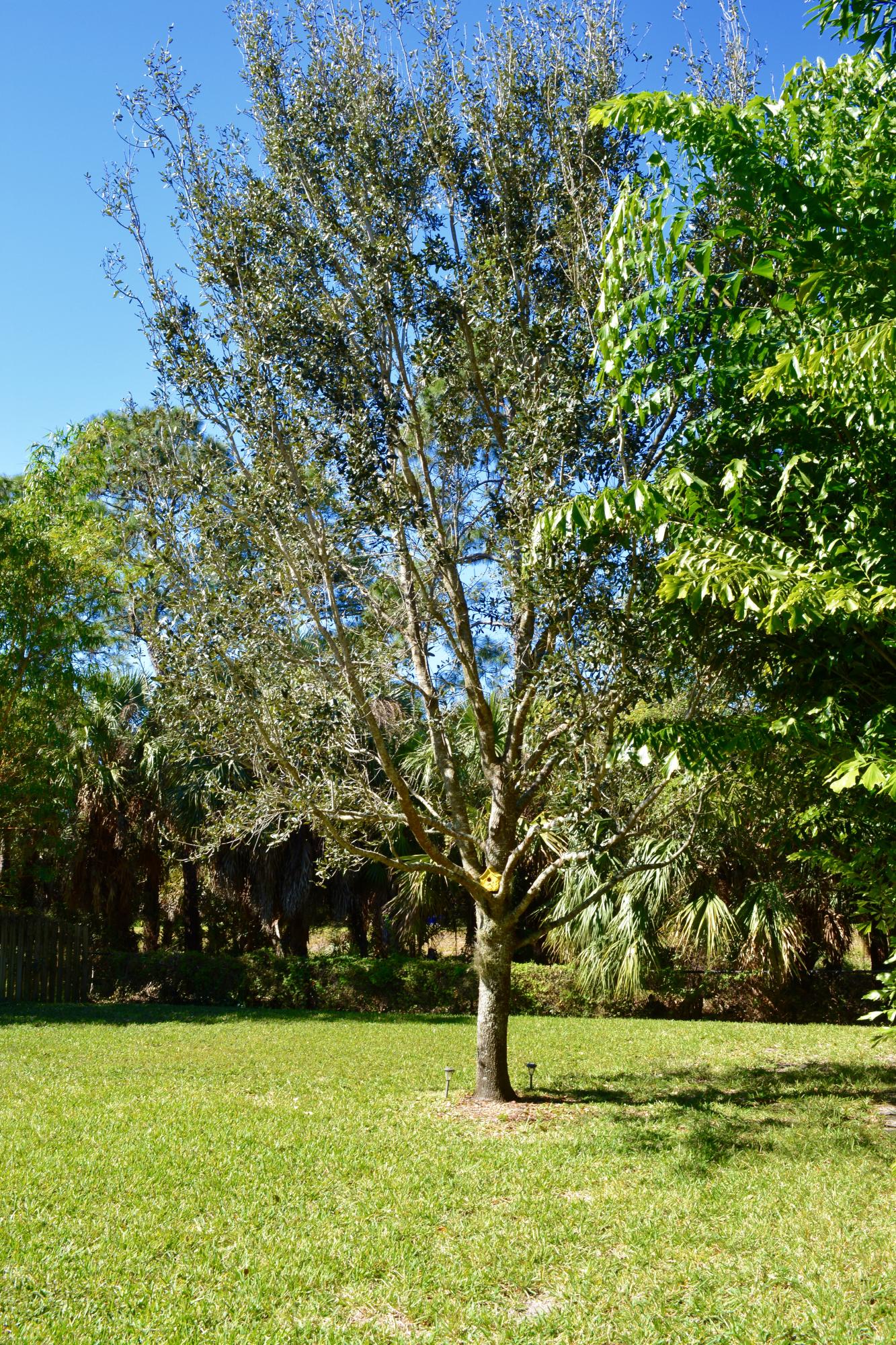 116 Dunmore Drive Jupiter, FL 33458 - Photo 8 of 37 Backyard